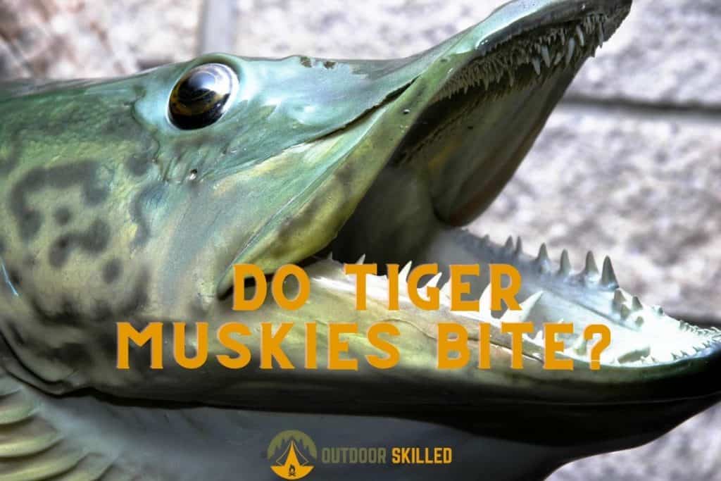 Tiger Muskie showing its teeth to illustrate why do tiger muskies bite at night