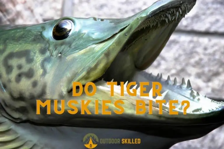 Do Tiger Muskies Bite At Night? 6 Tips To Stay Safe While Fishing