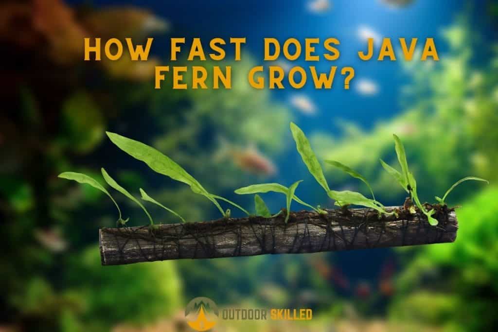 an image of java fern on a blurred fish tank background to illustrate how fast does java fern grow