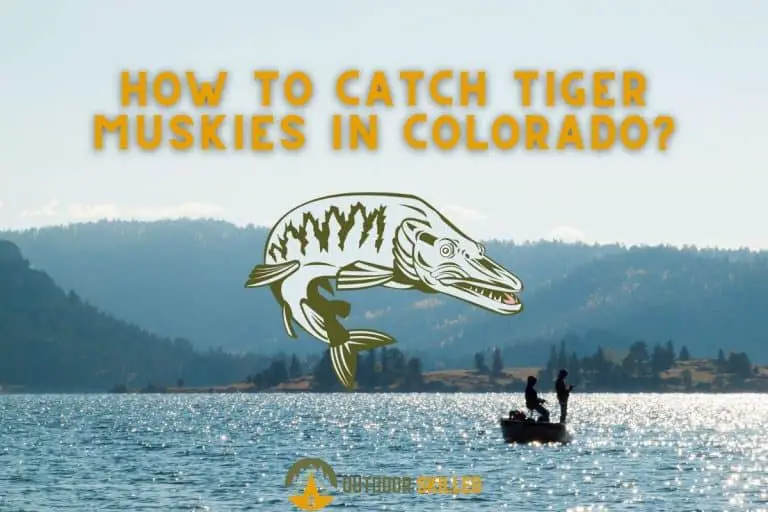 How to Catch a Tiger Muskie in Colorado? An Easy Guide That Works