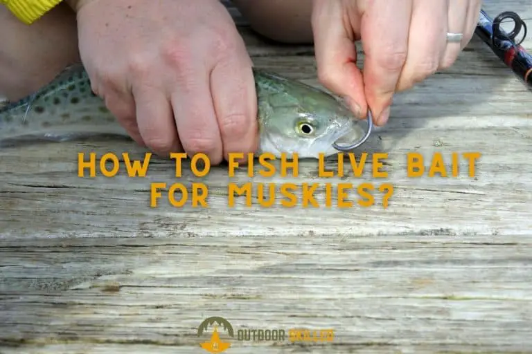 How to Fish Live Bait for Muskie? A Simple Guide for Big Catches