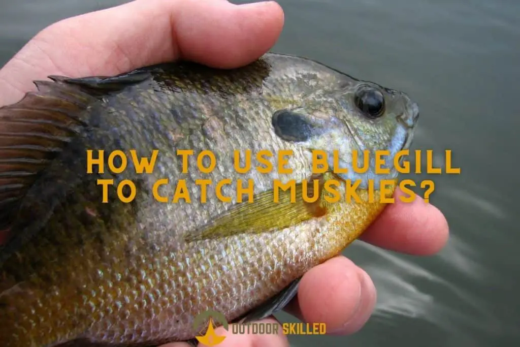 a bluegill in hand to illustrate how to use live bluegill for Muskie fishing