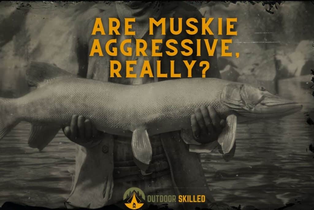 Image of a man holding a large muskie to illustrate why are muskie aggressive