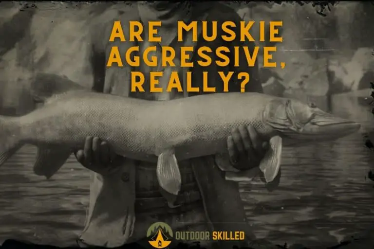 Are Muskie Aggressive? The Myths and True Dangers