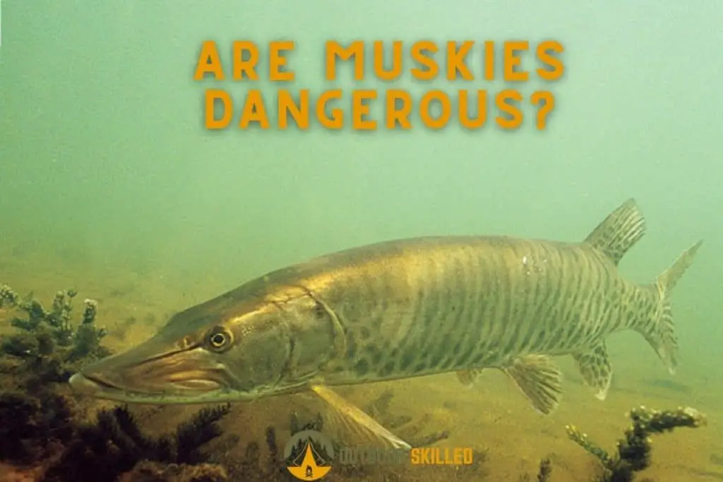 Muskie fishing underwater to answer why are muskies dangerous