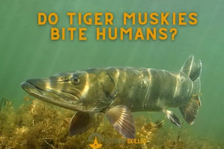 Do Tiger Muskies Bite Humans? What You Should (and Shouldn’t) Know