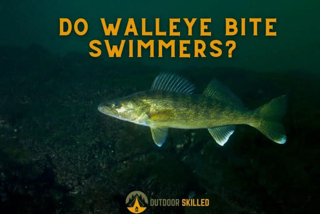 walleye swimming to illustrate whether do walleye bite swimmers or is it a myth