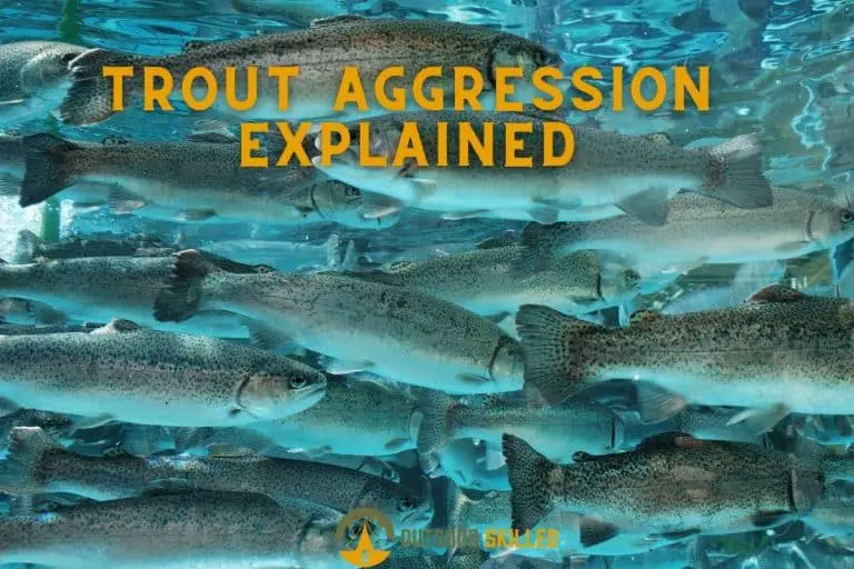 Do Trout Bite Humans?  Uncomfortable Answers…