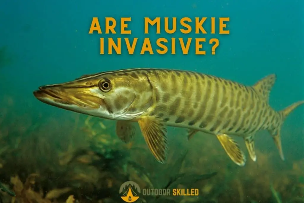 Muskie swimming underwater to illustrate why are muskie invasive 