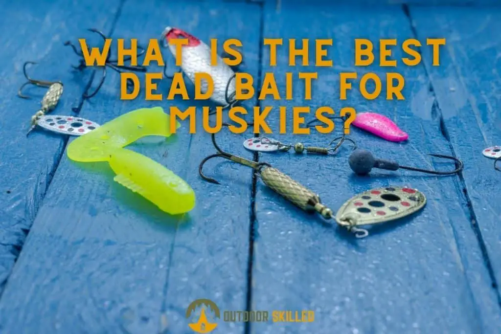 a number of bait options to illustrate what is the best dead bait for muskies