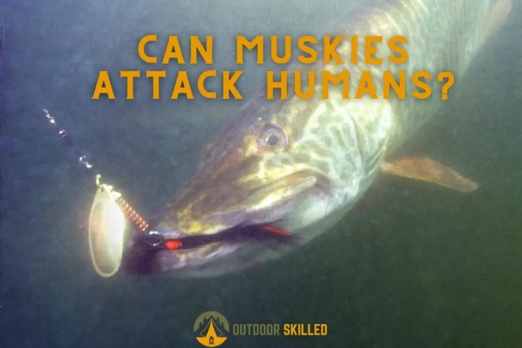muskie biting on bait to illustrate can muskies attack humans or are they all just myths