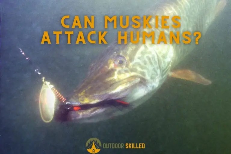 Can Muskies Attack Humans? Myths, Facts, and Dangers