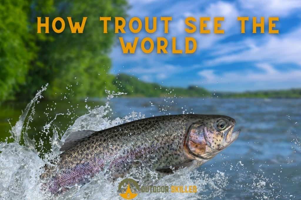 trout jumping out of water to illustrate how can trout see you