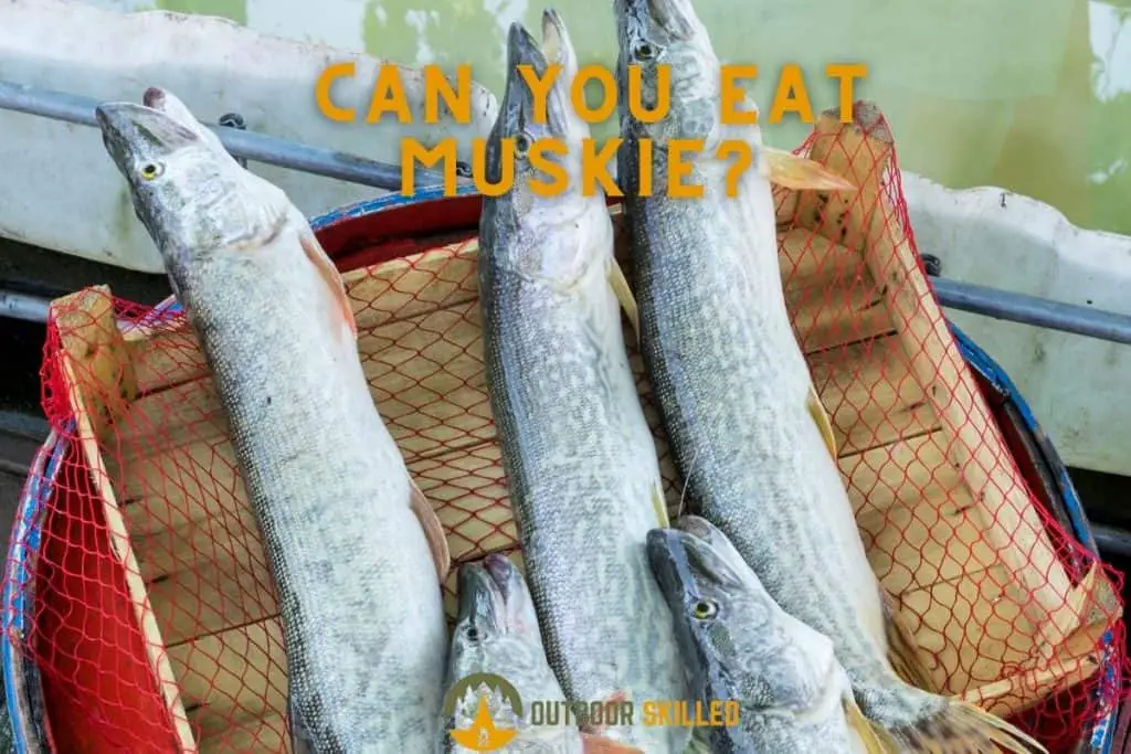 Muskies on a bench to illustrate can you eat muskie