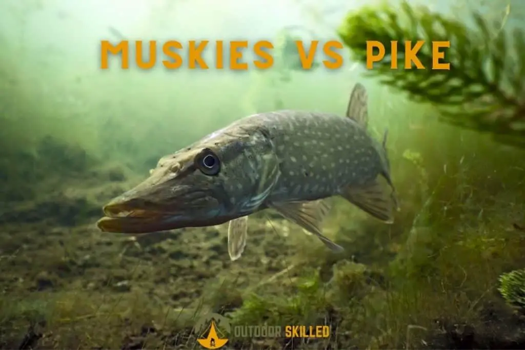 an image of pike swimming to illustrate do muskie eat pike