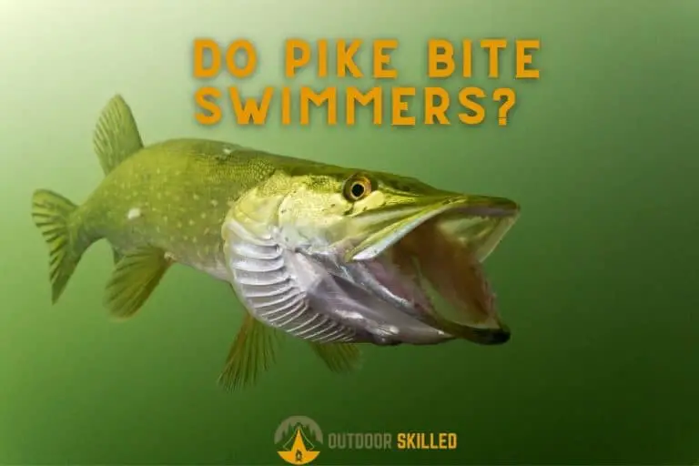 Do Pike Bite Swimmers? The Truths and Real Dangers of Pike