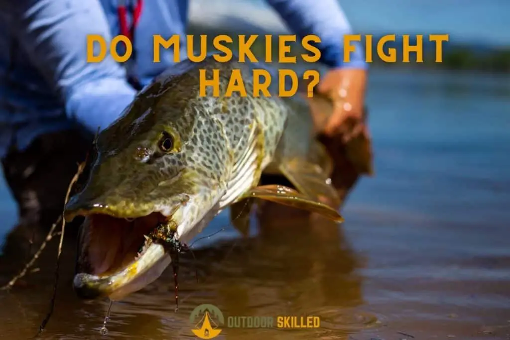 muskie fighting to illustrate why do tiger muskies fight hard