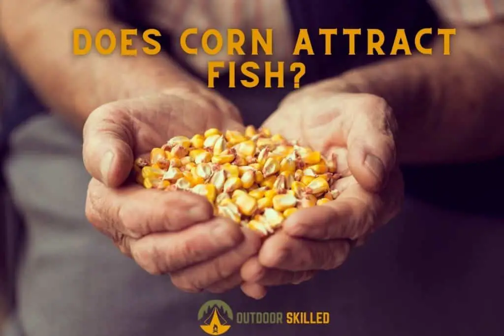 man holding corn to illustrate why does corn attract fish 