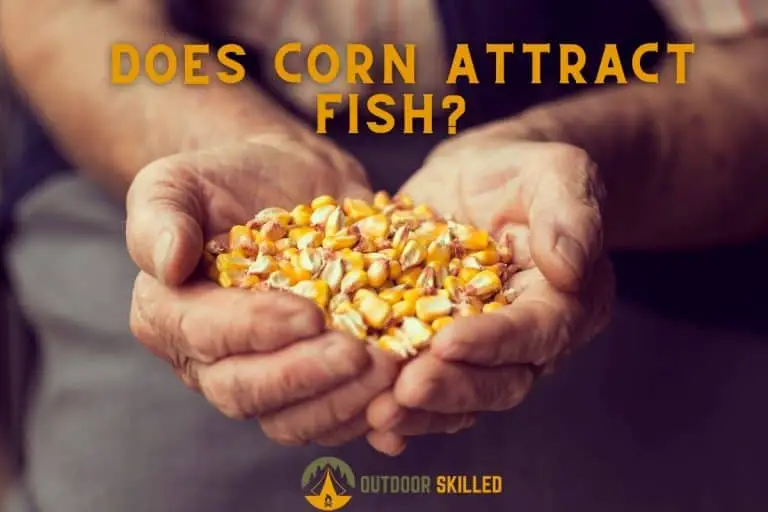 Does Corn Attract Fish? Is Corn A Good Bait? The Truths and Myths…