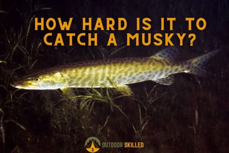 How Hard is It to Catch a Muskie? A Guide to Make It Easier