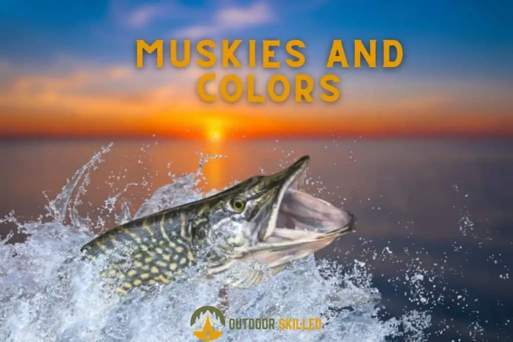 Muskie leaping out of water to illustrate what colors do muskies see 