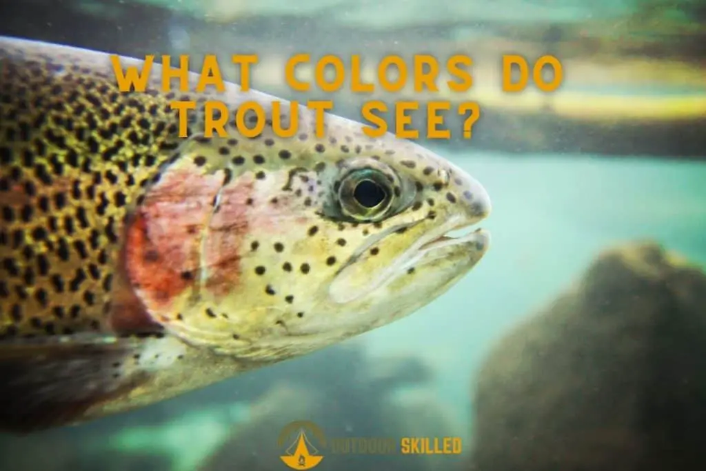 trout swimming underwater to illustrate what colors do trout see best