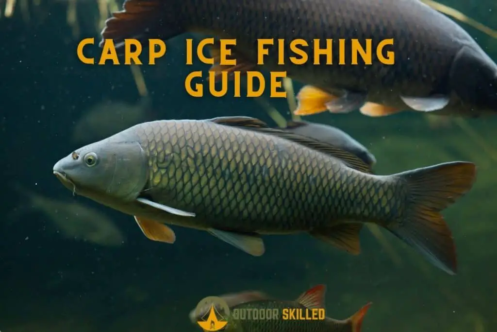 Carp swimming to illustrate where do carp go under the ice 