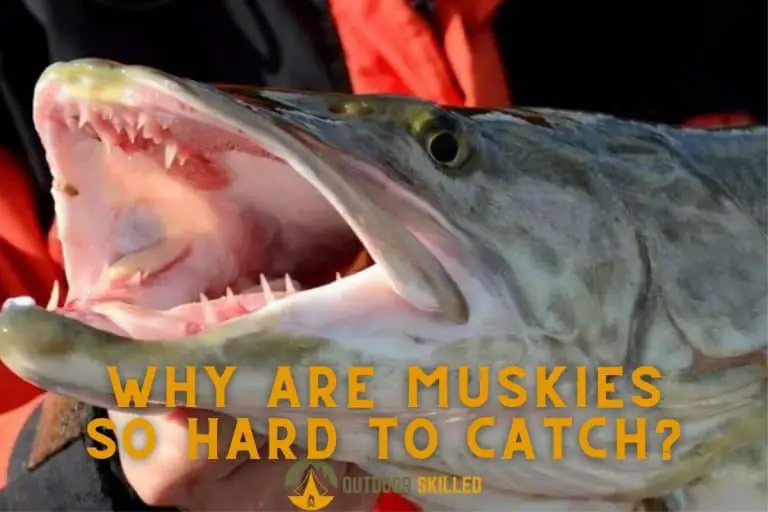 Why Are Muskies So Hard To Catch? A Guide to Make it MUCH Easier