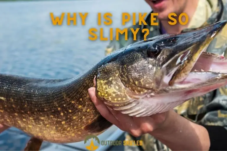 Why is Pike So Slimy? and How to Easily Remove Slime from Pike