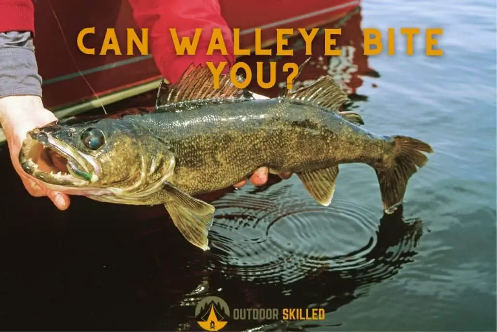 man holding a walleye fish to illustrate will a walleye bite you or is it just a myth
