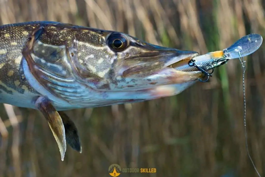 What Strength Braid For Pike Lure Fishing  featured image
