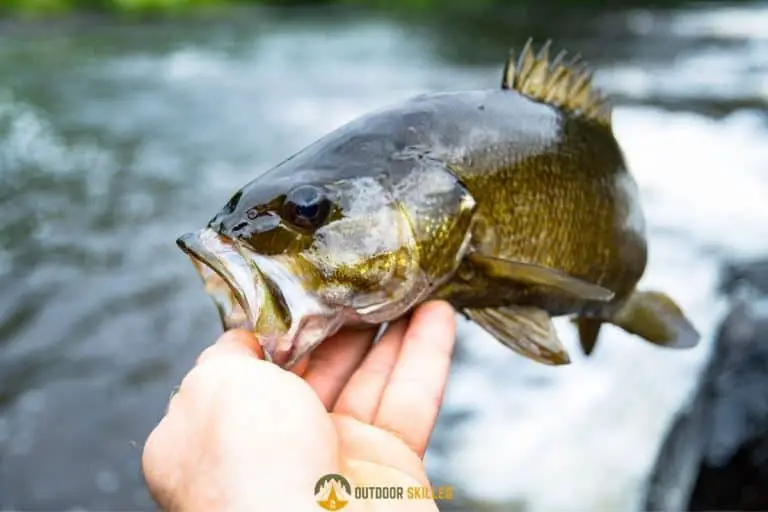 Are Baitcasters Good For Bass? How to Choose The Right Reel for Bass