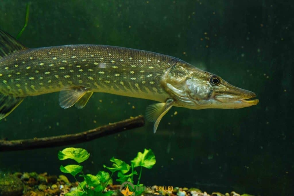 Pike swimming to answer can pike bite through Fluorocarbon 