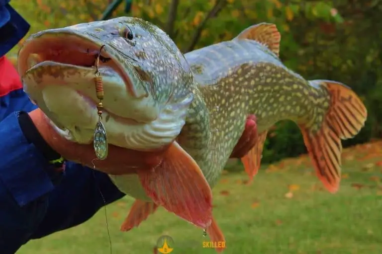 Can Pike Bite Through Braid? Myths and Best Setups for Fishing Pike