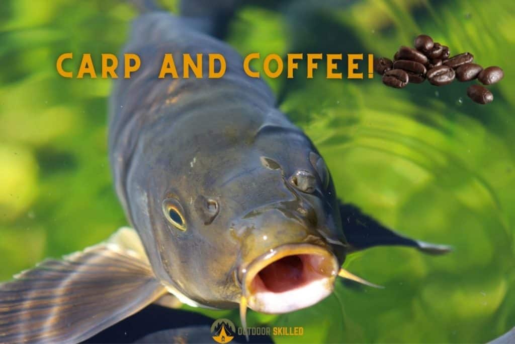 image of carp to answer why do carp like coffee