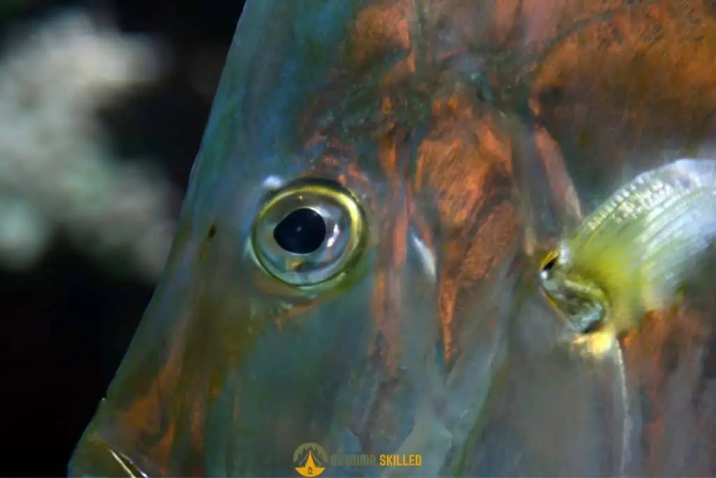 a close up of fish eyes to show why do braided lines spook fish