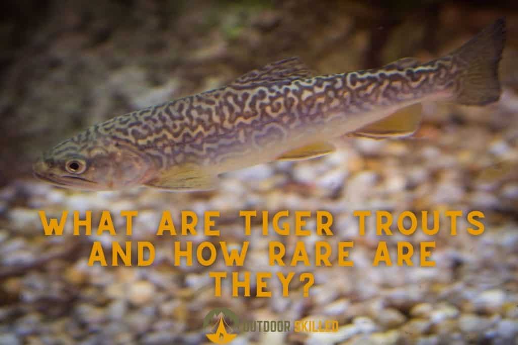 Tiger trout swimming to show how rare is a tiger trout
