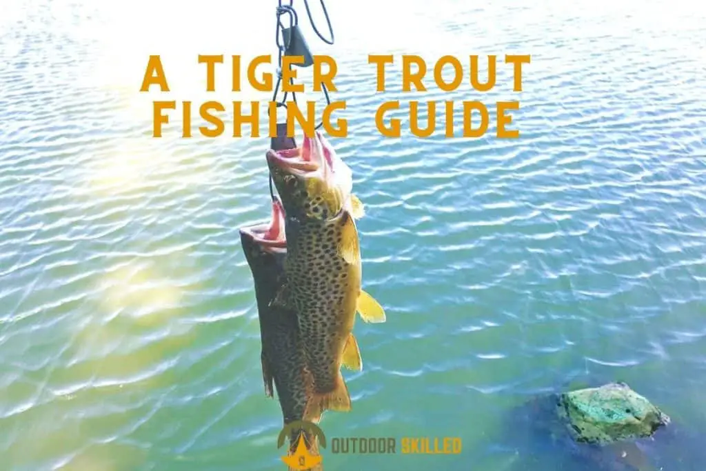 Tiger trouts to illustrate how to catch tiger trout from shore 