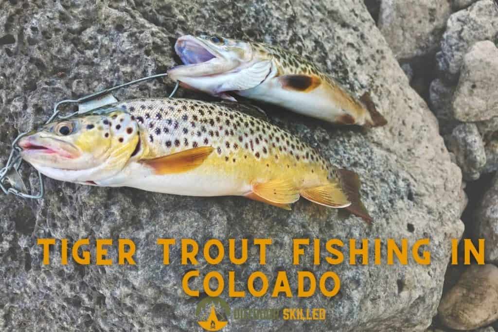 Brown and Tiger trouts to answer where to catch tiger trout in Colorado