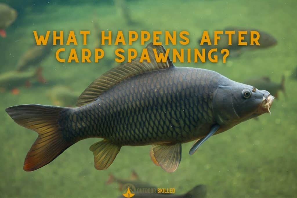 carp swimming to answer why do carp die after spawning