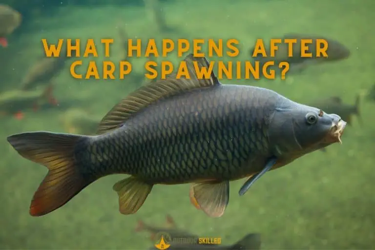 Why Do Carp Die After Spawning? The Myths and The Truth