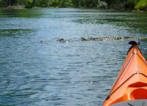 alligators kayakdave credit