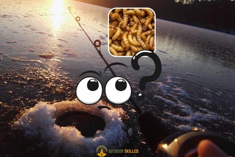 Are Mealworms Good for Ice Fishing? A Guide That Gets Results