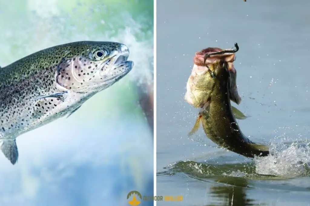 bass vs trout side by side 