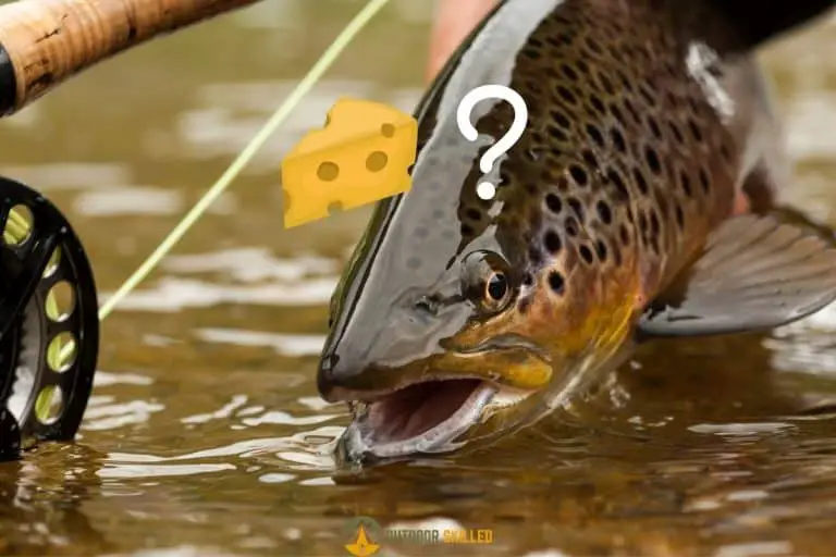 Do Trout Eat Cheese? A Guide to Fishing Trout with Cheese