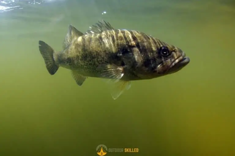 Cold Muddy Water Bass Fishing Guide (With 7 Pro Tips That Get Results)