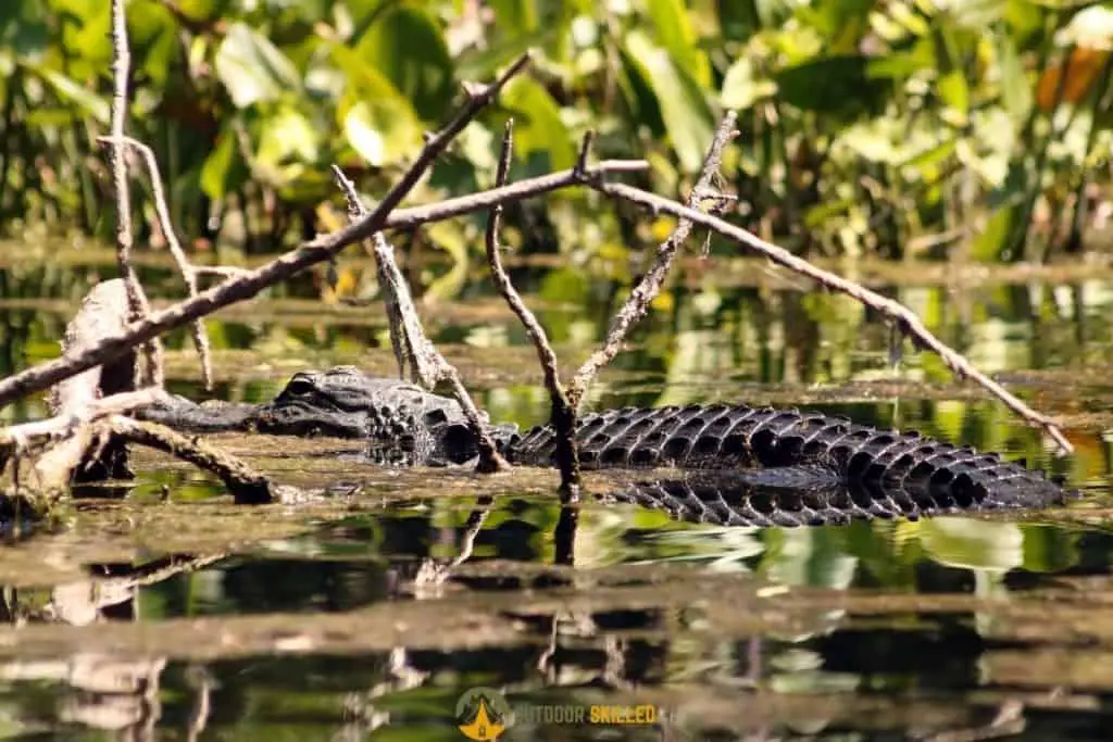 a guide to kayaking with alligators 