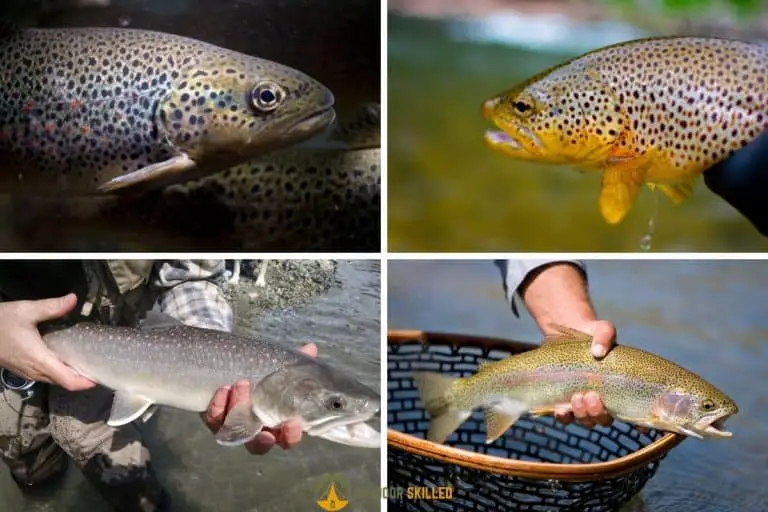 Why Do Trout Change Color? Pro Tips To Catch More Trout Faster