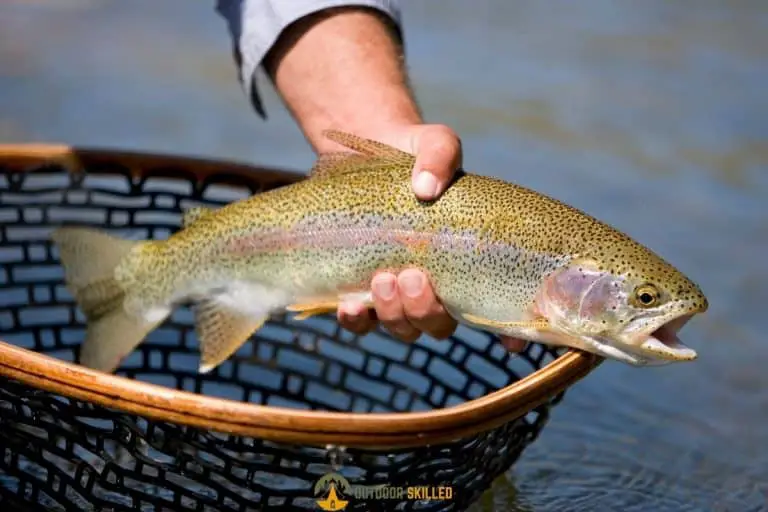 Trout Fishing Basics – A Complete Guide for Beginners That Gets Results