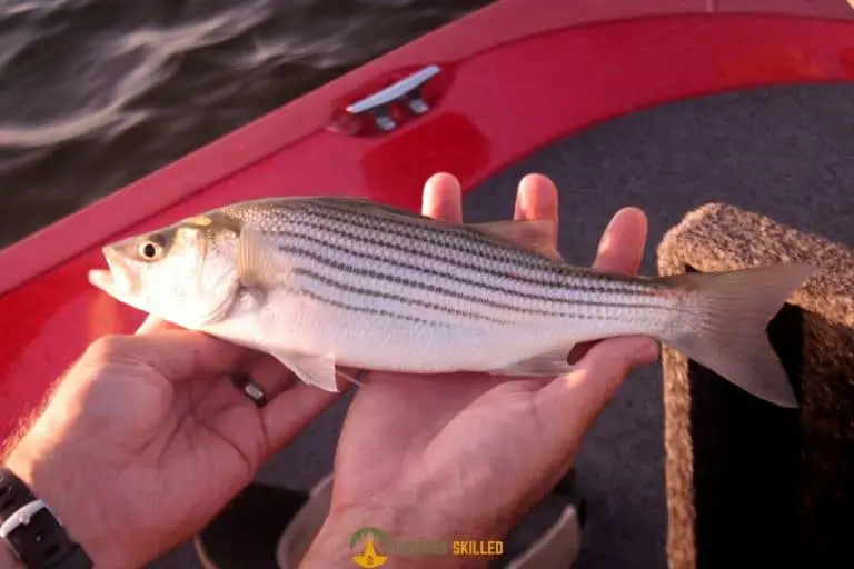What Size Reel for Striped Bass? The Helpful Guide You Need